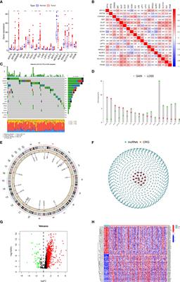 A novel risk model construction and immune landscape analysis of gastric cancer based on cuproptosis-related long noncoding RNAs